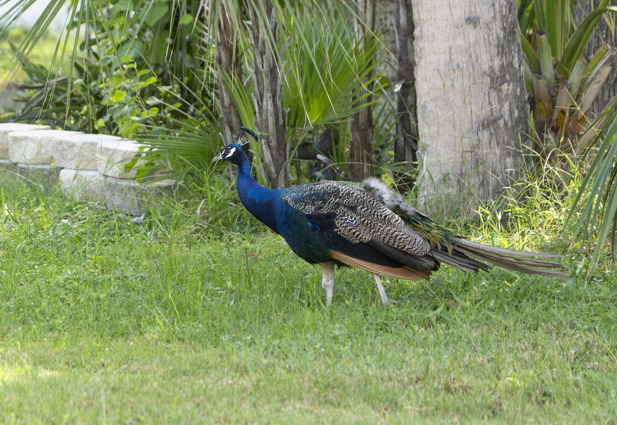 Indian Peafowl - ML642869383