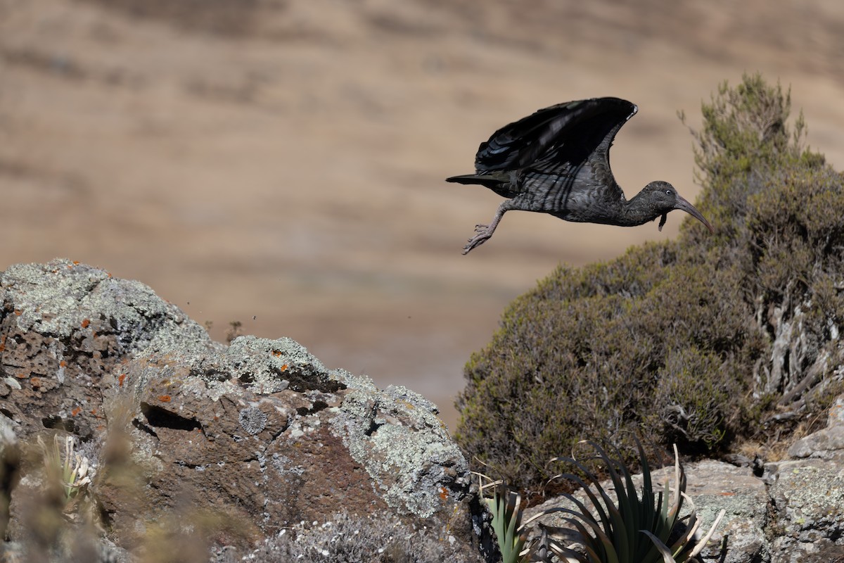 Wattled Ibis - ML642869386