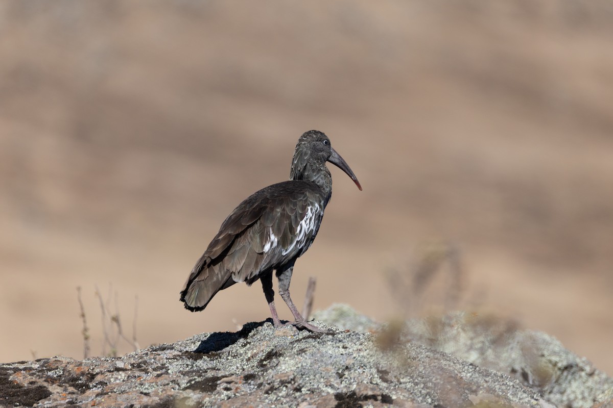 Wattled Ibis - ML642869388