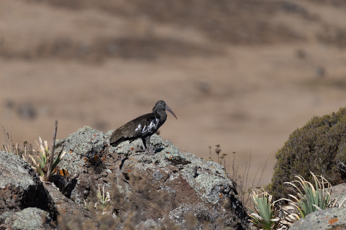 Wattled Ibis - ML642869395
