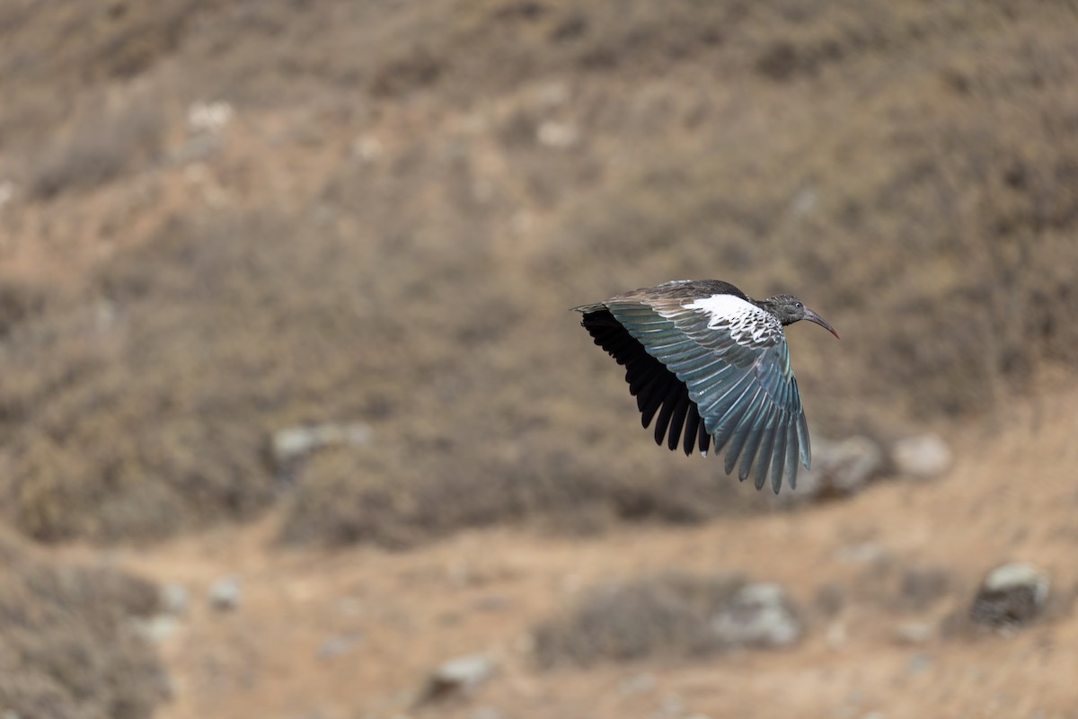 Wattled Ibis - ML642869396