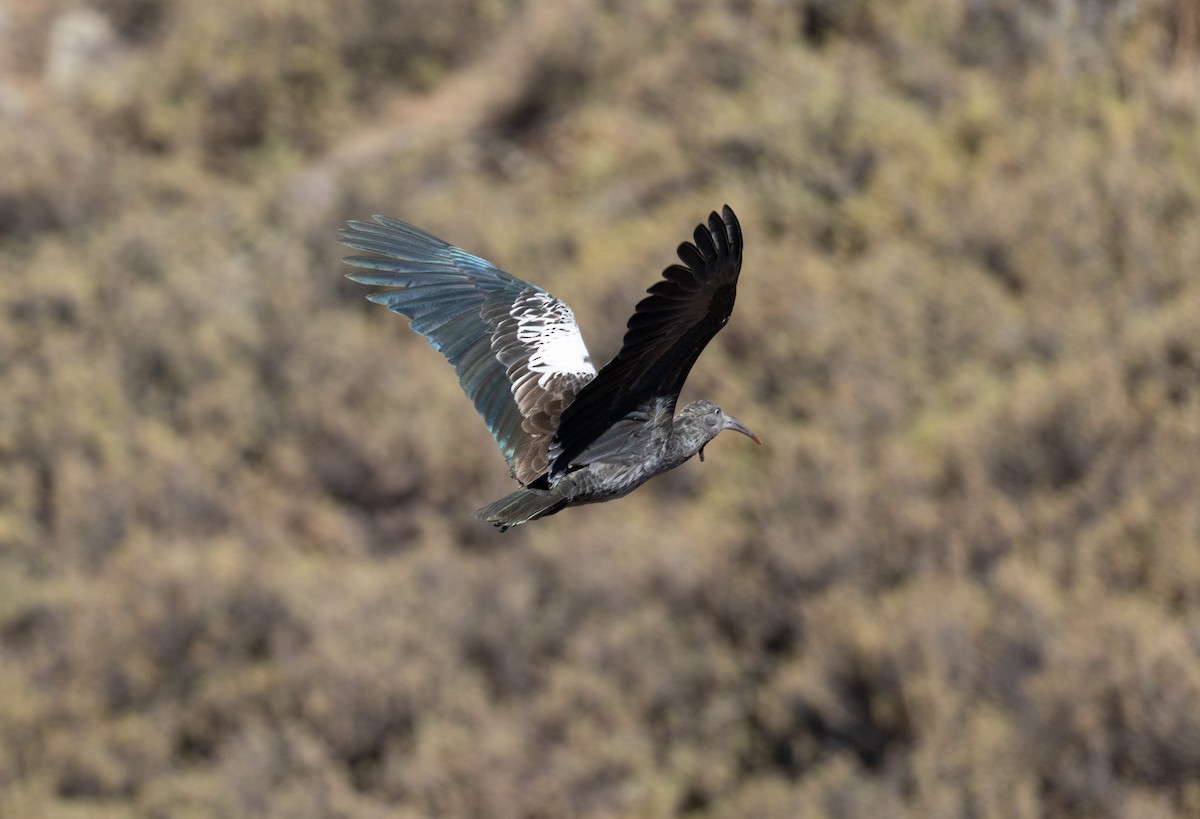 Wattled Ibis - ML642869397