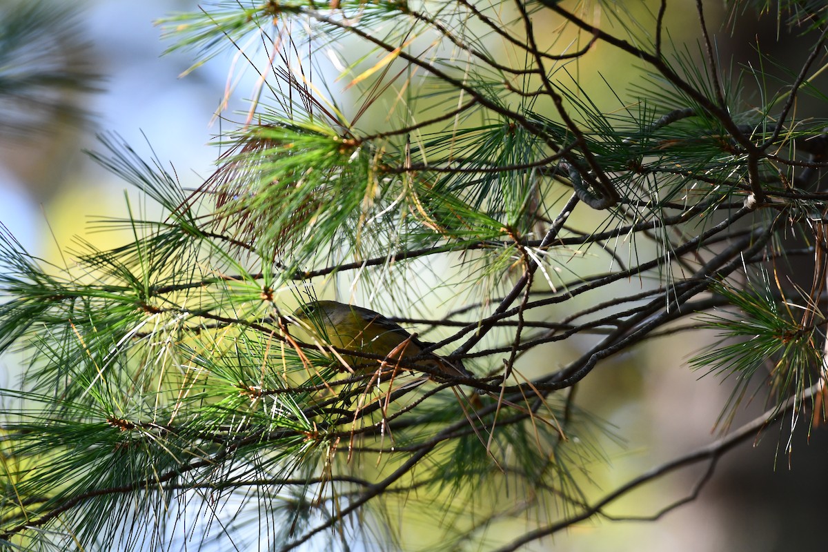 Pine Warbler - ML642869398