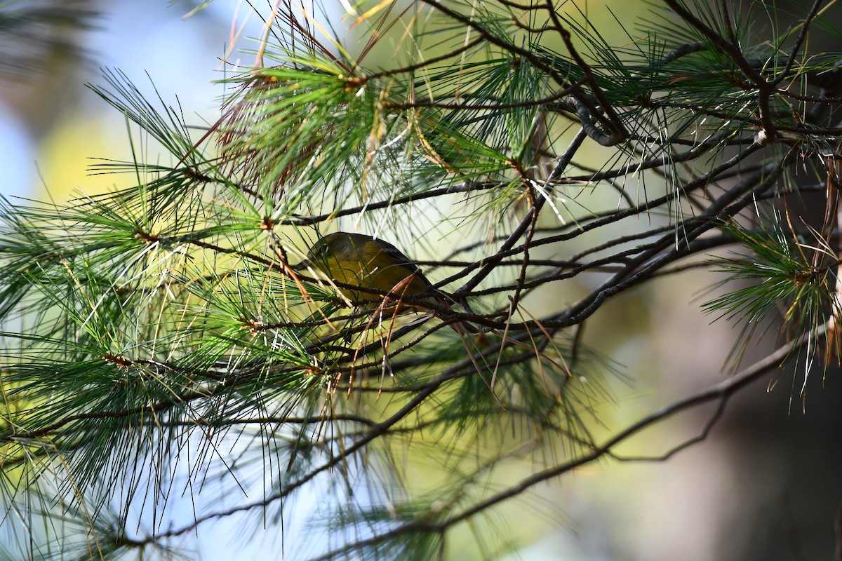 Pine Warbler - ML642869402