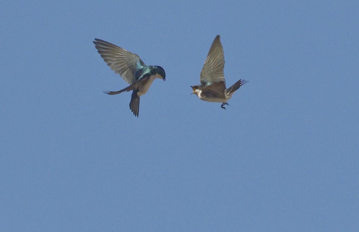 Tree Swallow - ML642869404