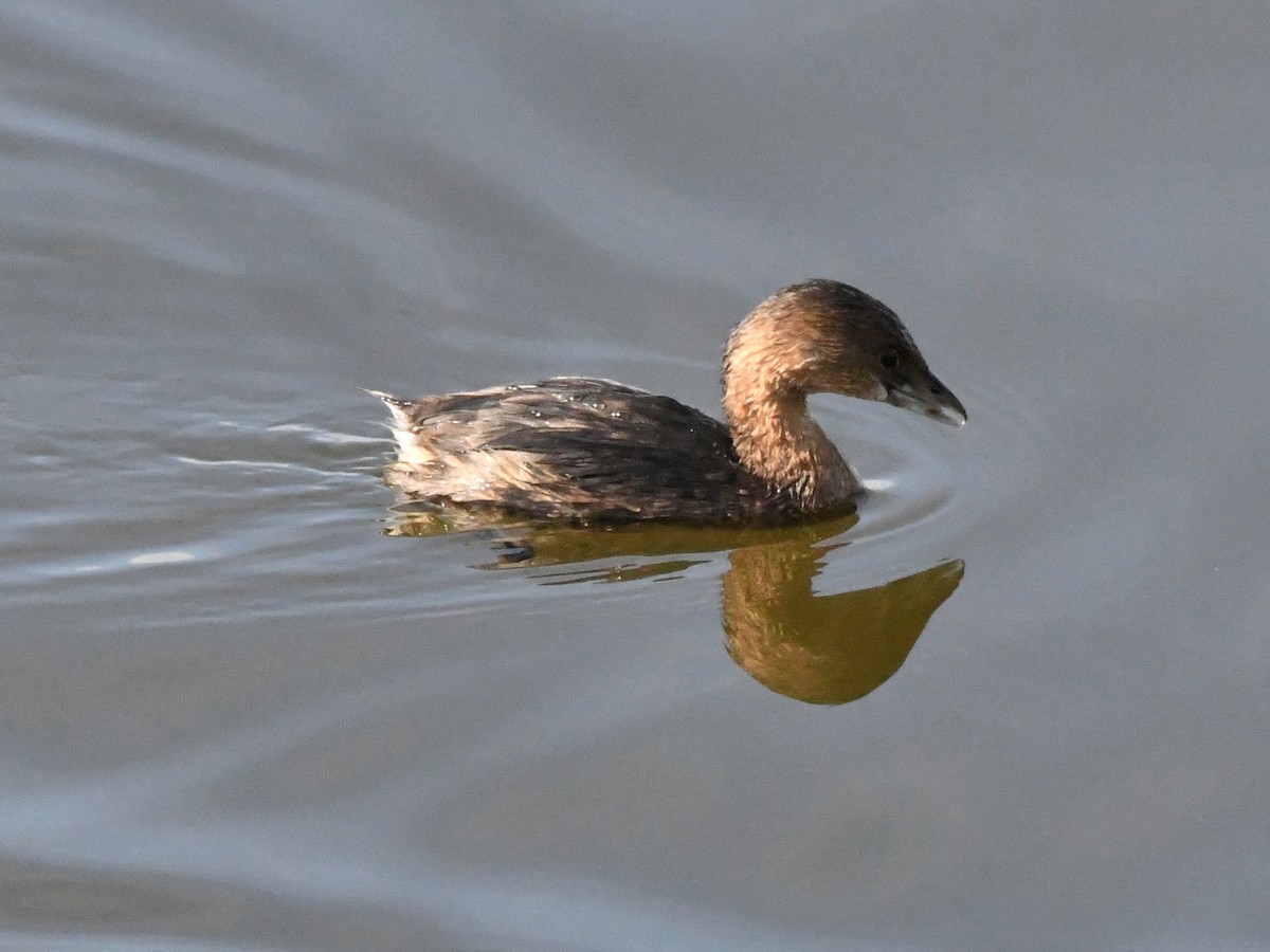 Pied-billed Grebe - ML642869405