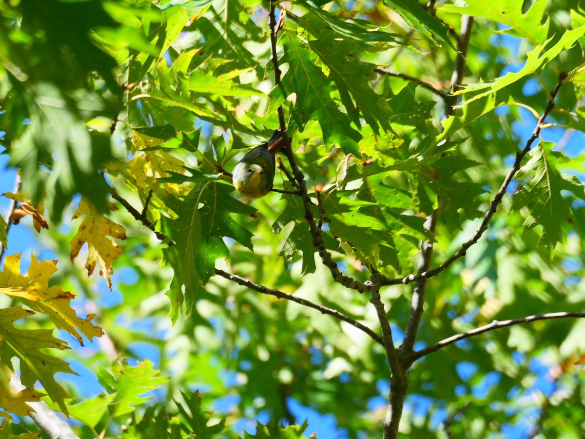 Northern Parula - ML642869416