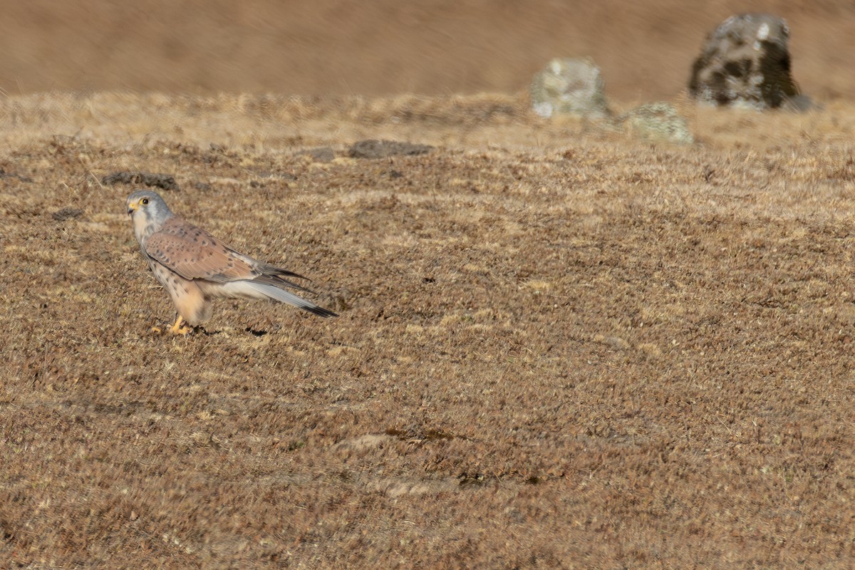 Eurasian Kestrel - ML642869418