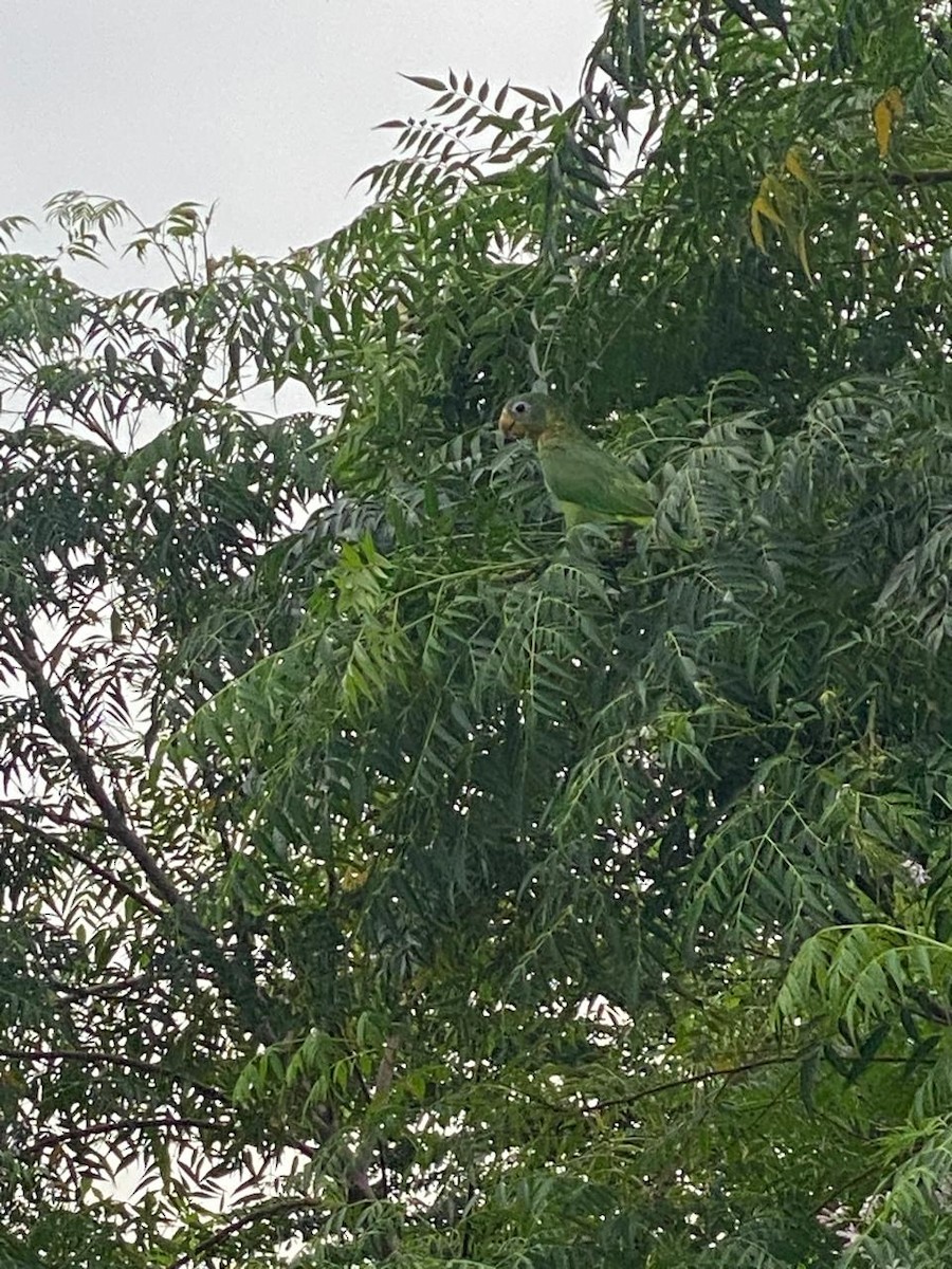 Yellow-billed Amazon - ML642869422