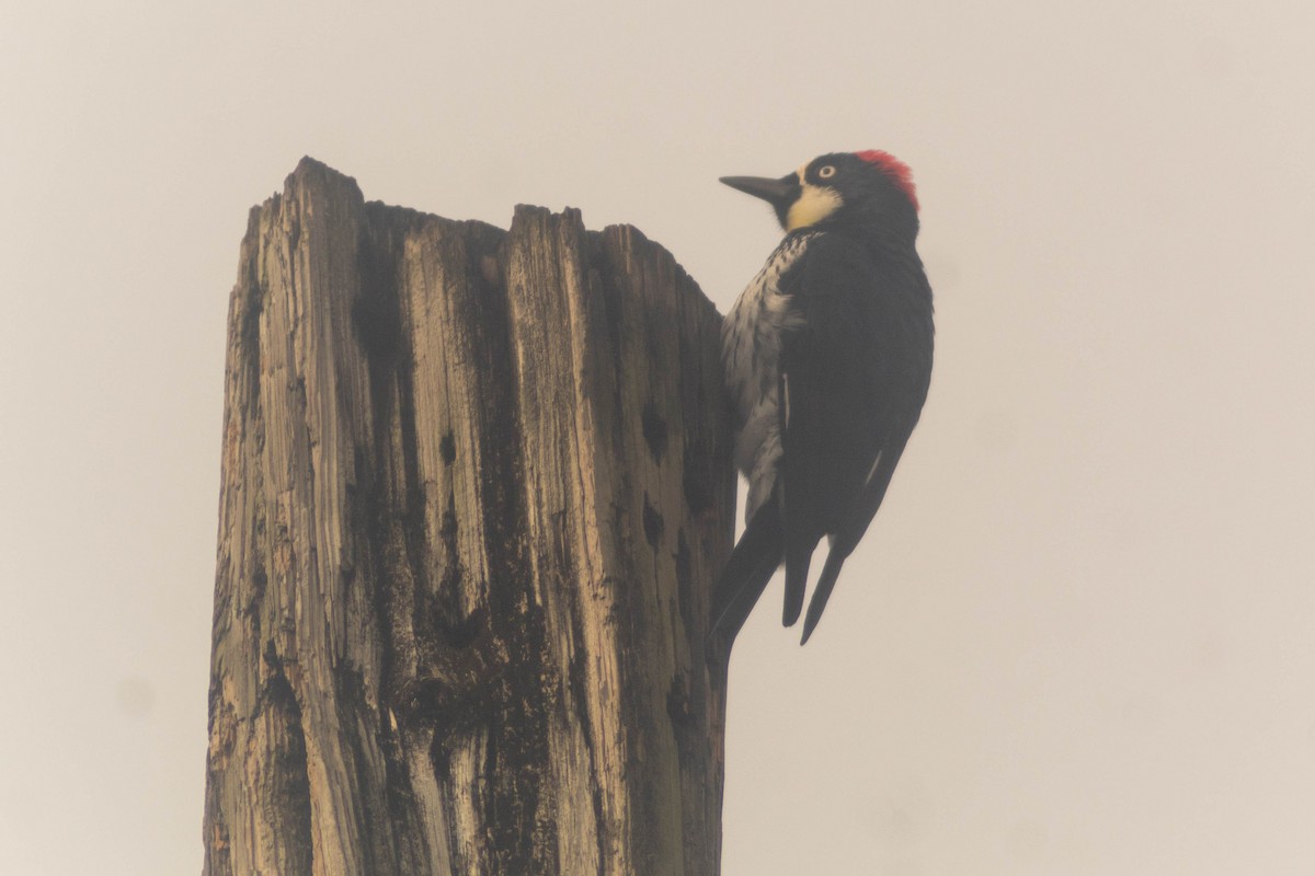 Acorn Woodpecker - ML642869428