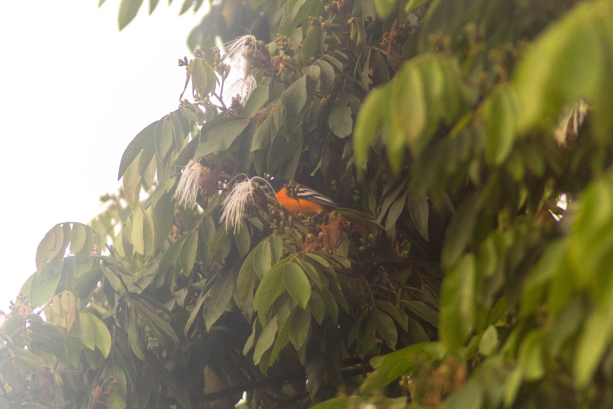Baltimore Oriole - ML642869439
