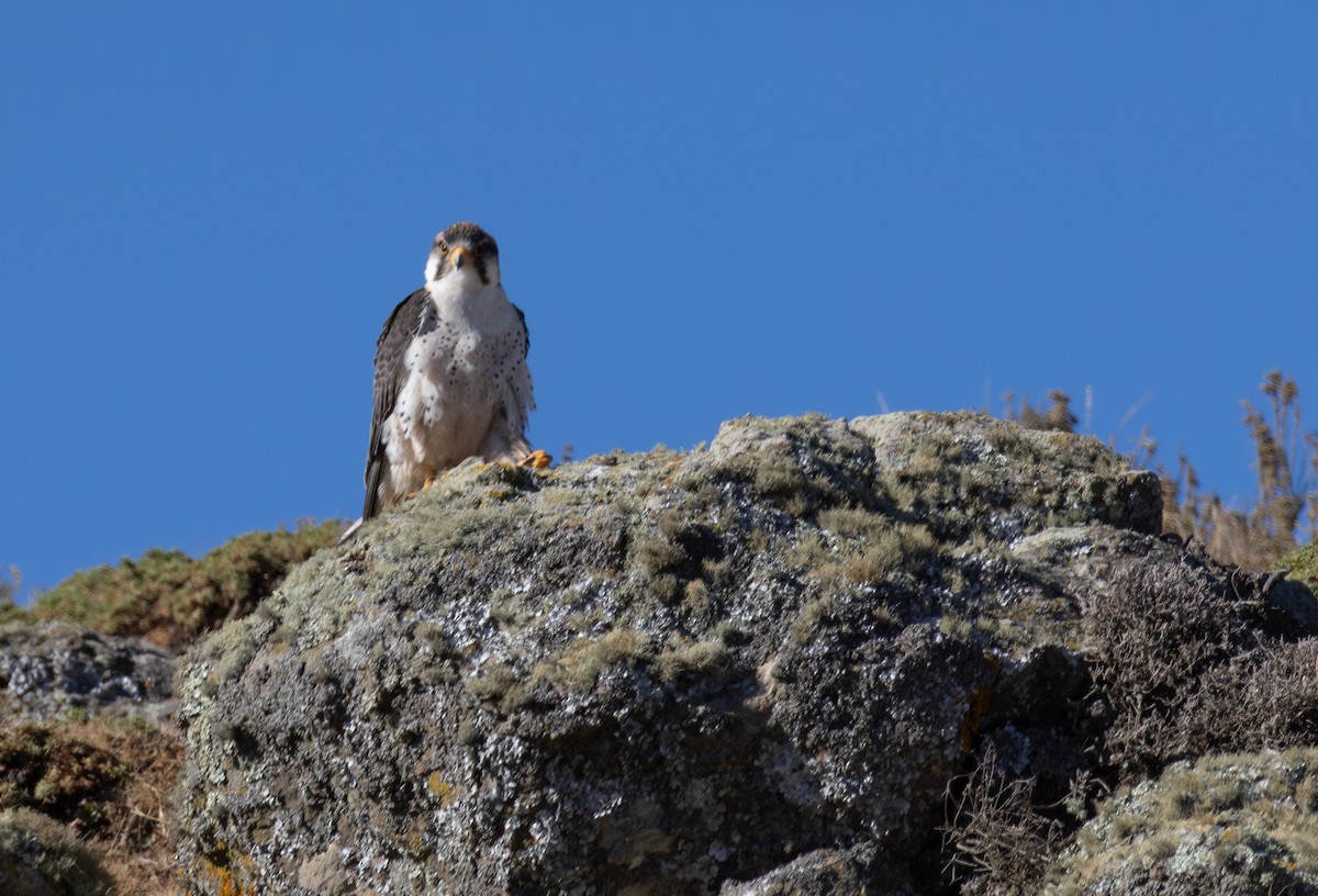 Lanner Falcon - ML642869440