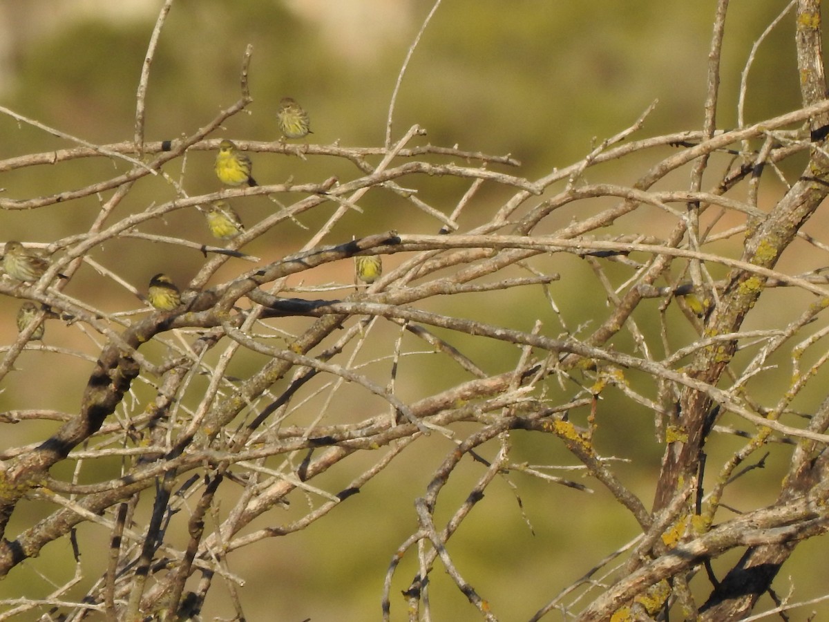 European Serin - ML642869443