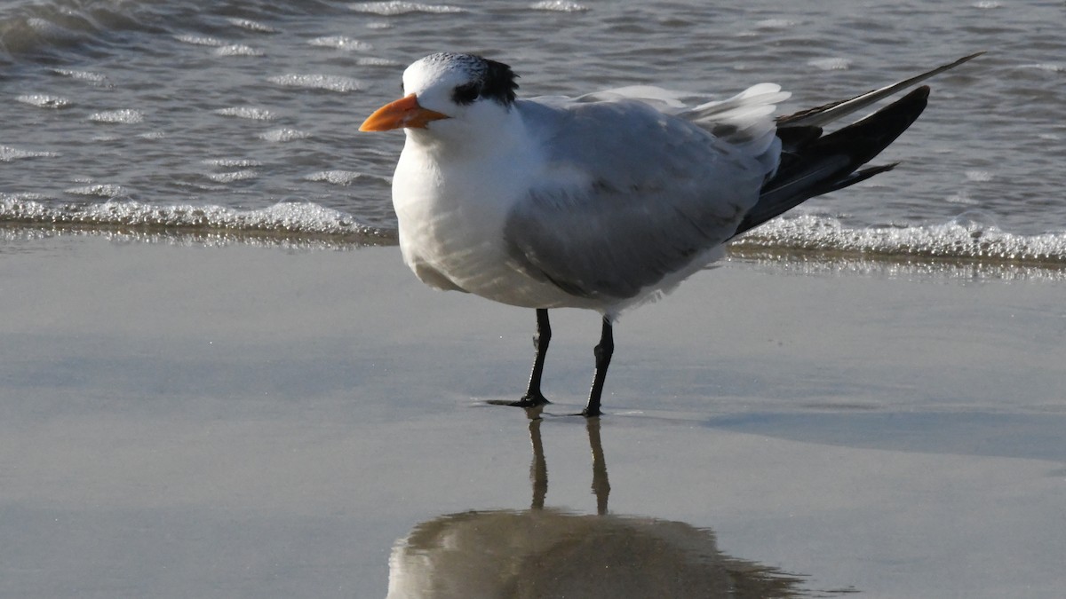 Royal Tern - ML642869465
