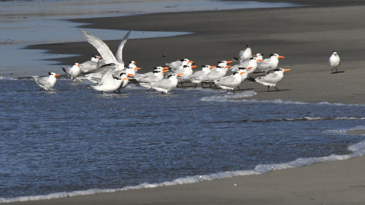 Royal Tern - ML642869466