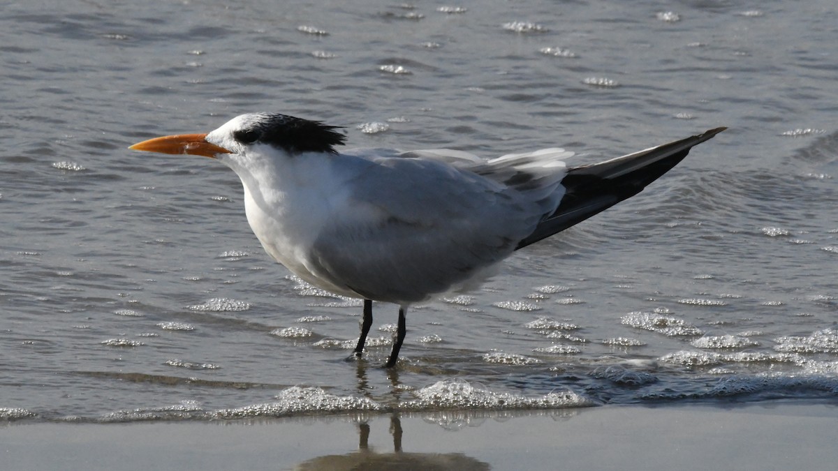 Royal Tern - ML642869467