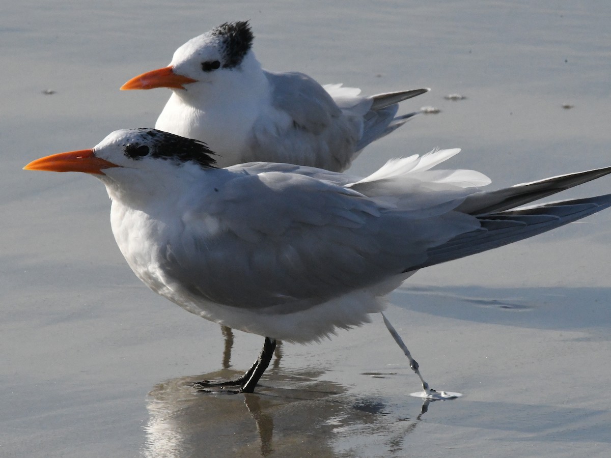 Royal Tern - ML642869468