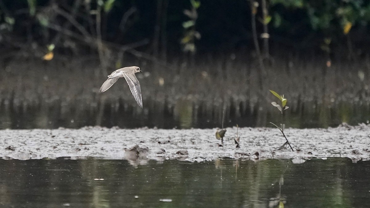 Tibetan Sand-Plover - ML642869472