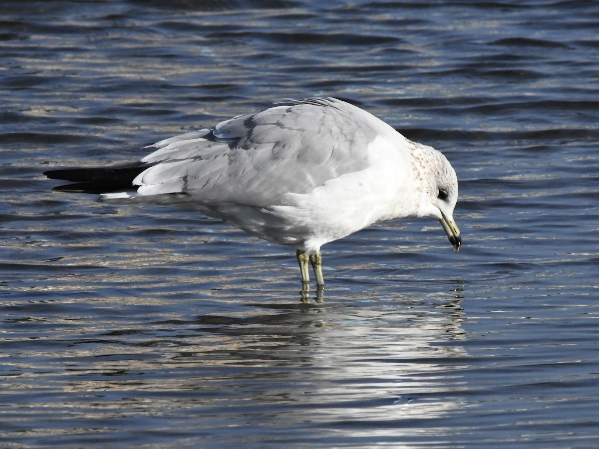 Kalifornienmöwe - ML642869487