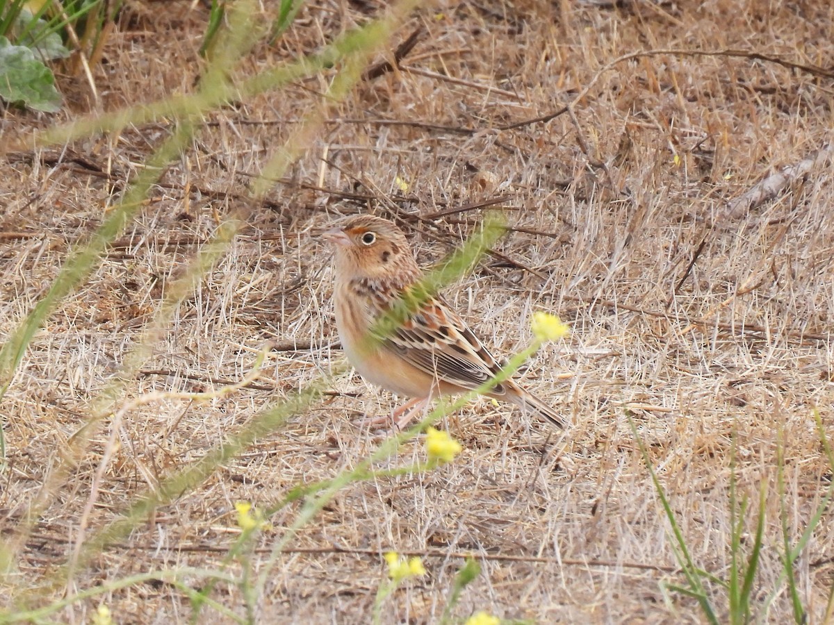 Grasshopper Sparrow - ML642869494