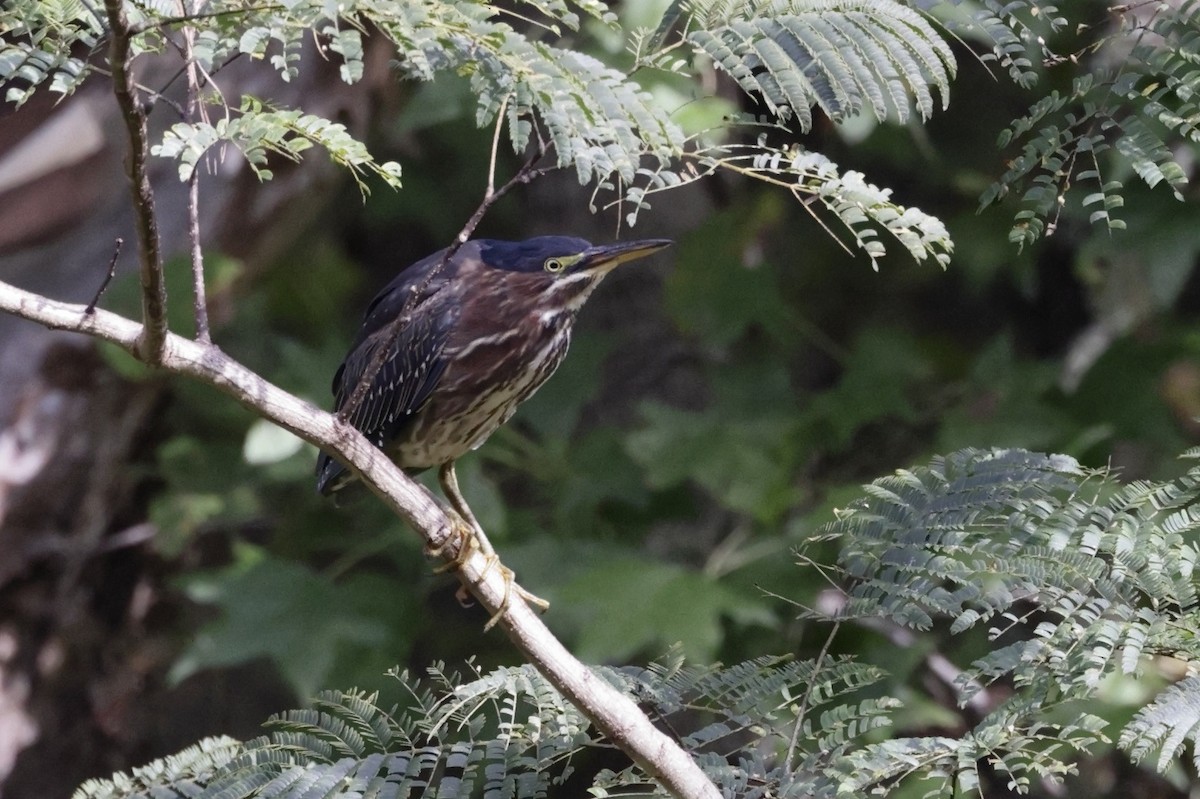 Koartzatxo berdea - ML642869498