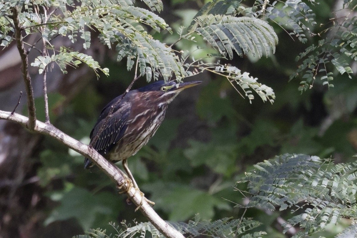 Koartzatxo berdea - ML642869499
