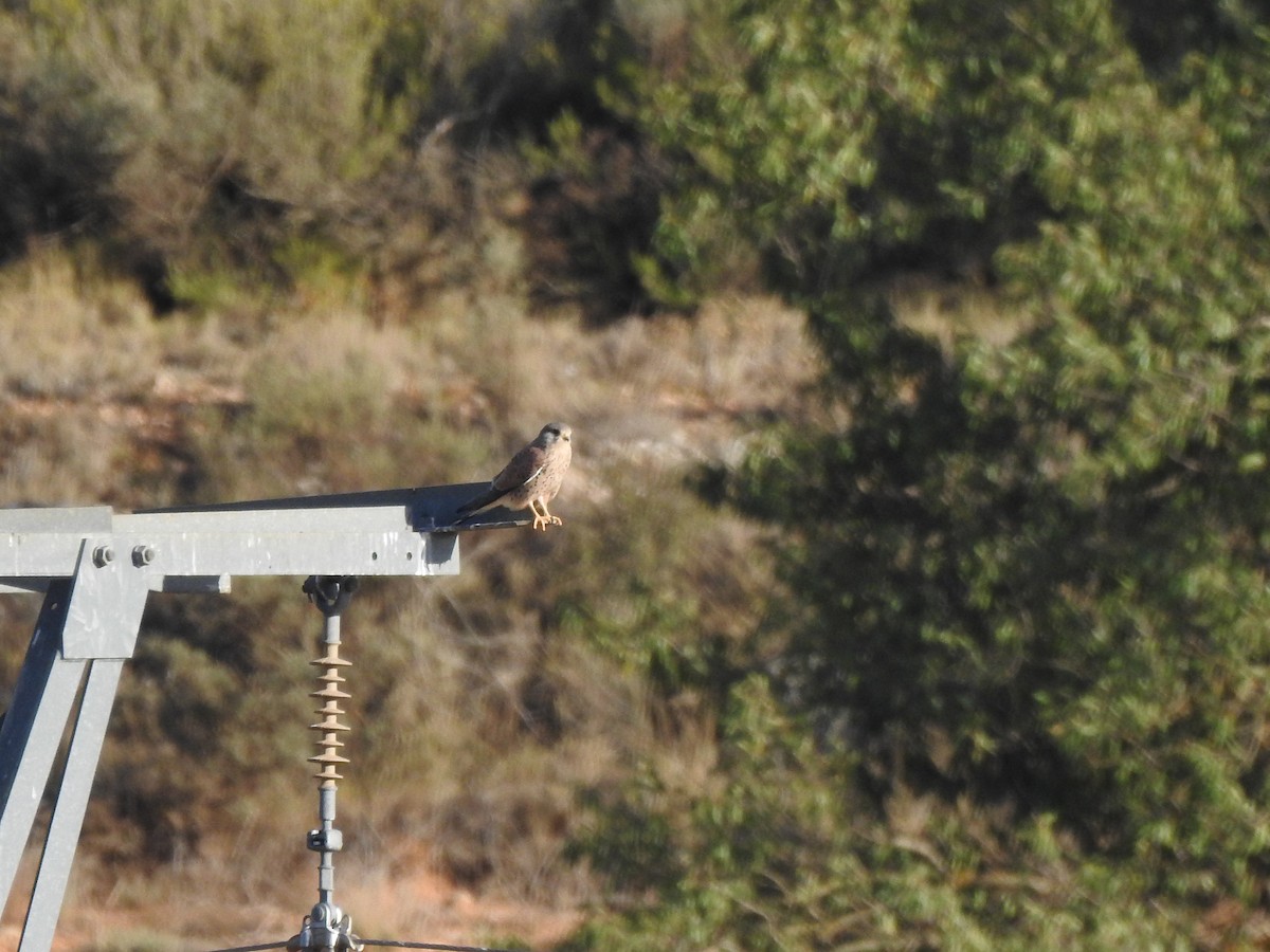 Turmfalke - ML642869508