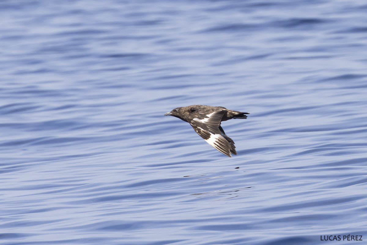 Skua - ML642869517