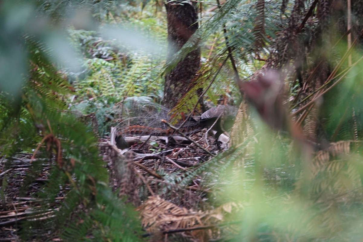 Superb Lyrebird - ML642869518