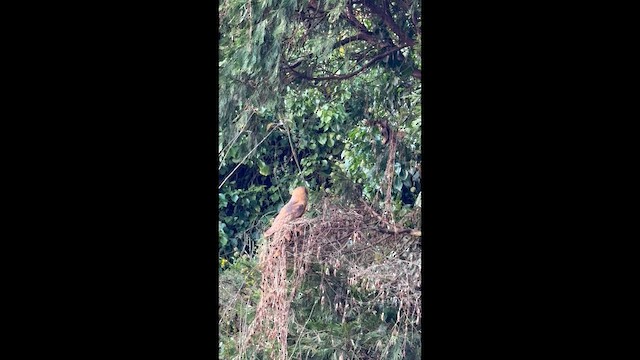 American Barn Owl - ML642869523