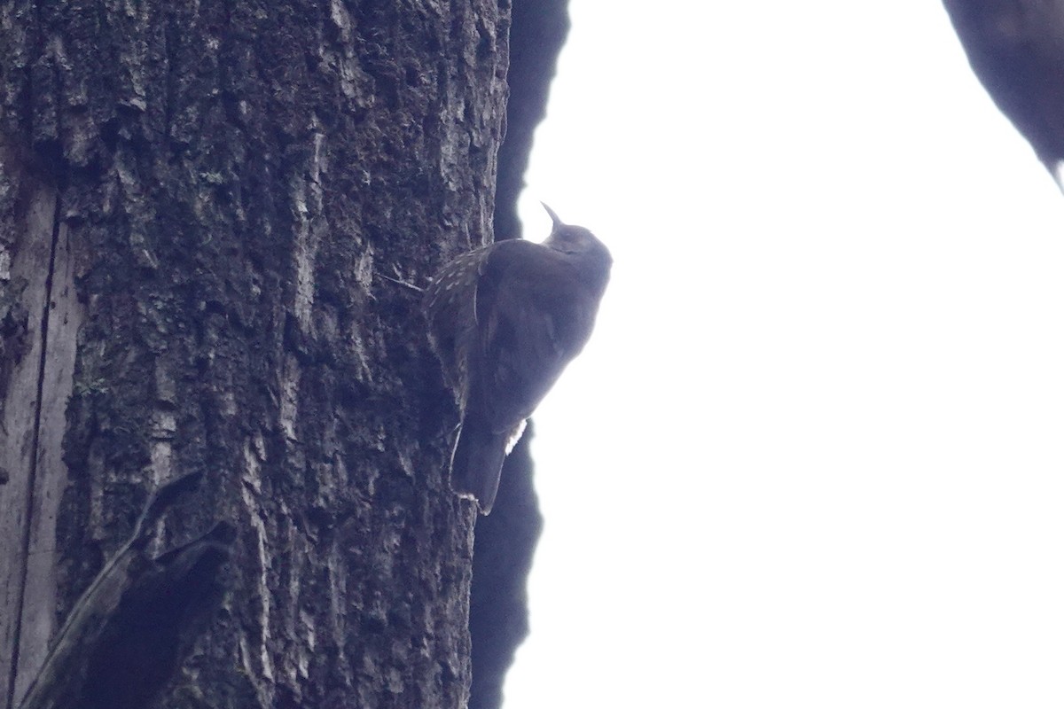 Red-browed Treecreeper - ML642869533