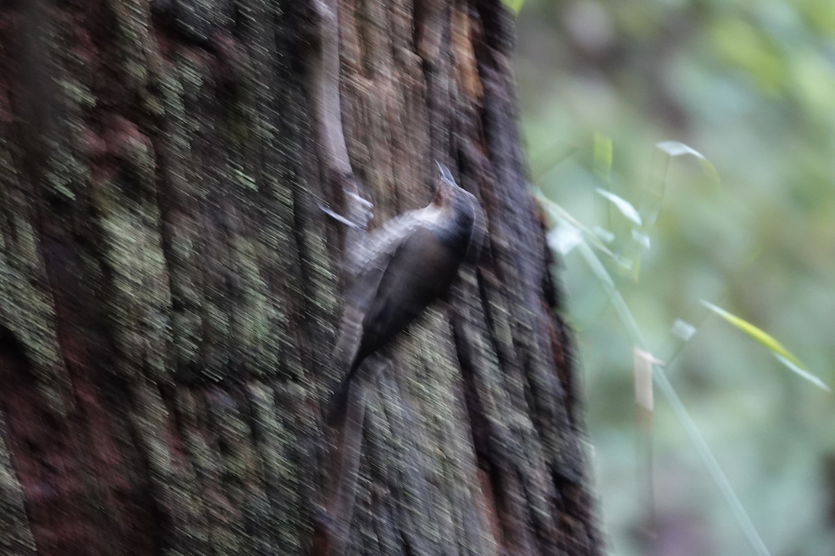 Red-browed Treecreeper - ML642869534