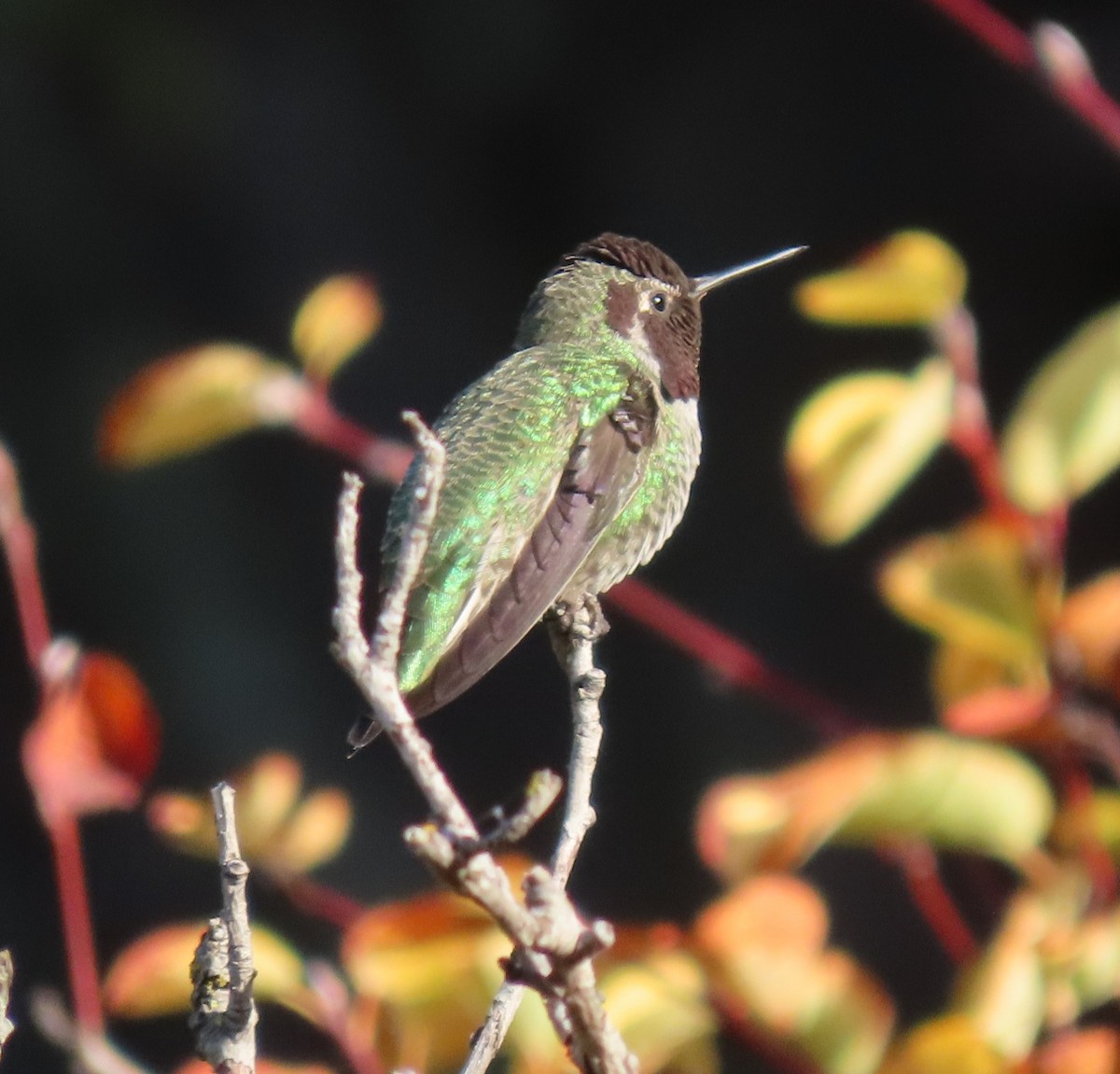 Anna's Hummingbird - ML642869540