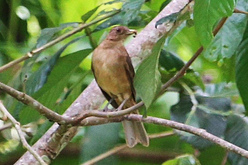 Clay-colored Thrush - ML642869542