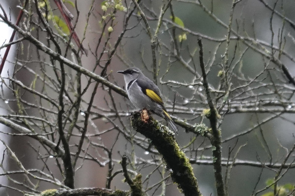 Crescent Honeyeater - ML642869546