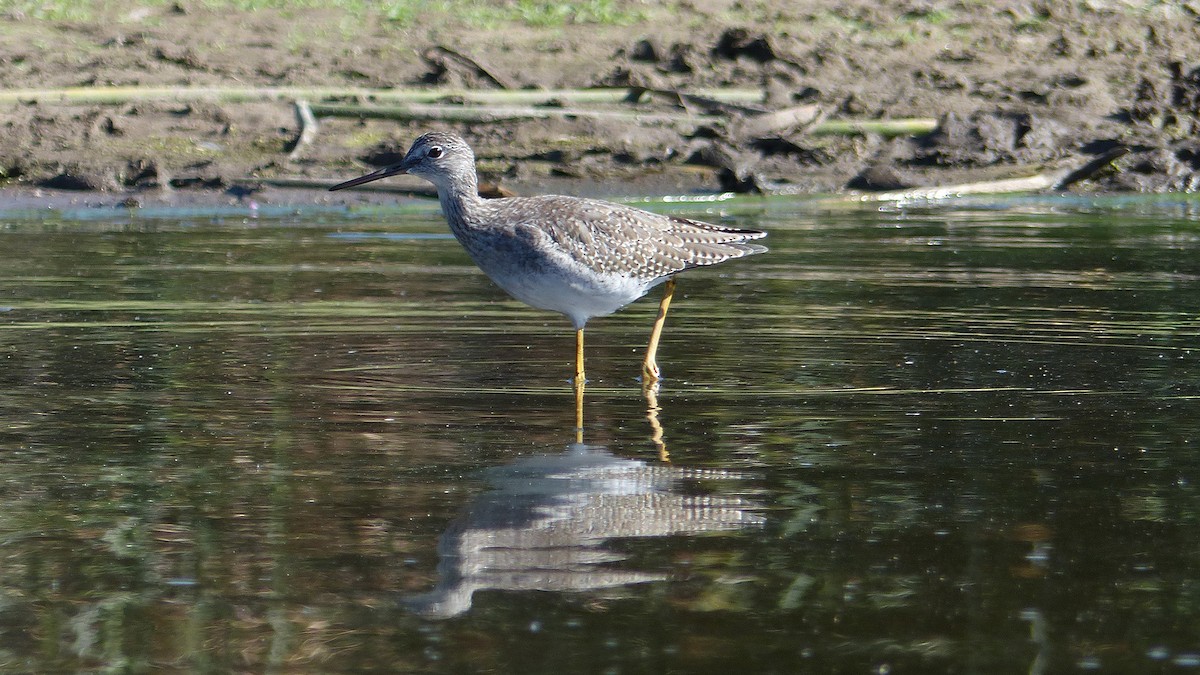 Greater Yellowlegs - ML642869550