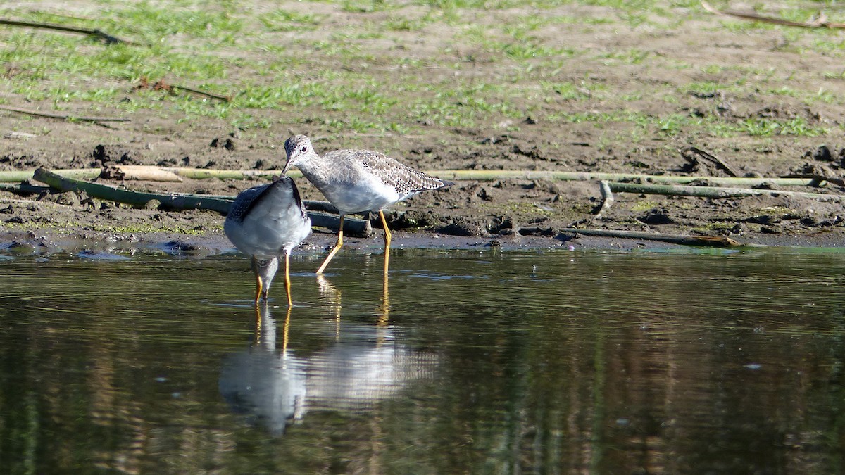 Greater Yellowlegs - ML642869551