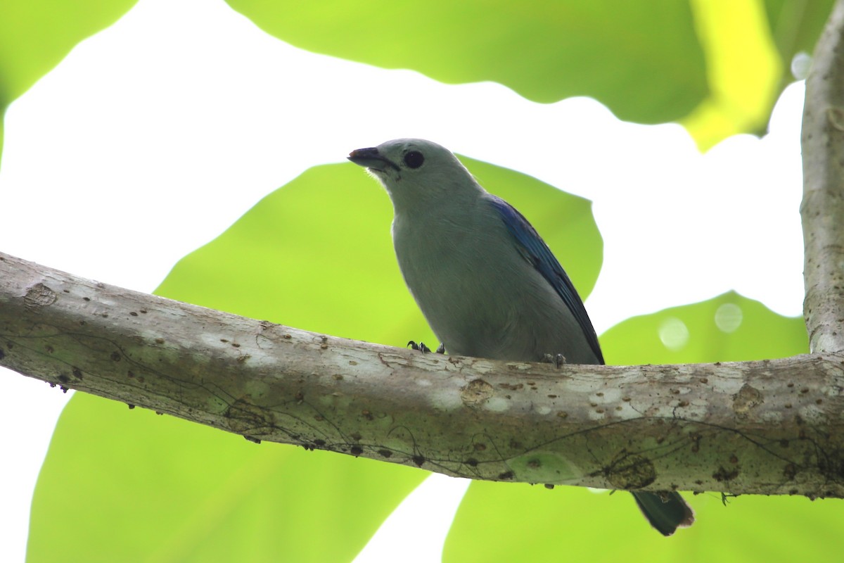 Blue-gray Tanager - ML642869555