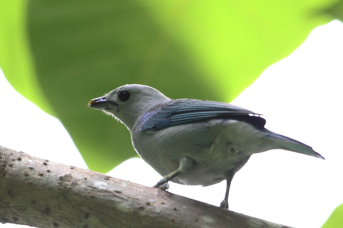 Blue-gray Tanager - ML642869556