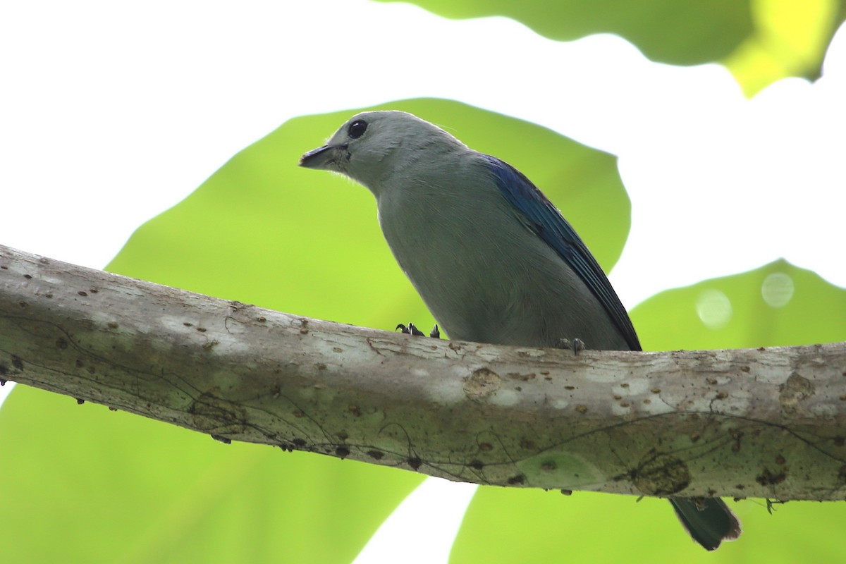 Blue-gray Tanager - ML642869557