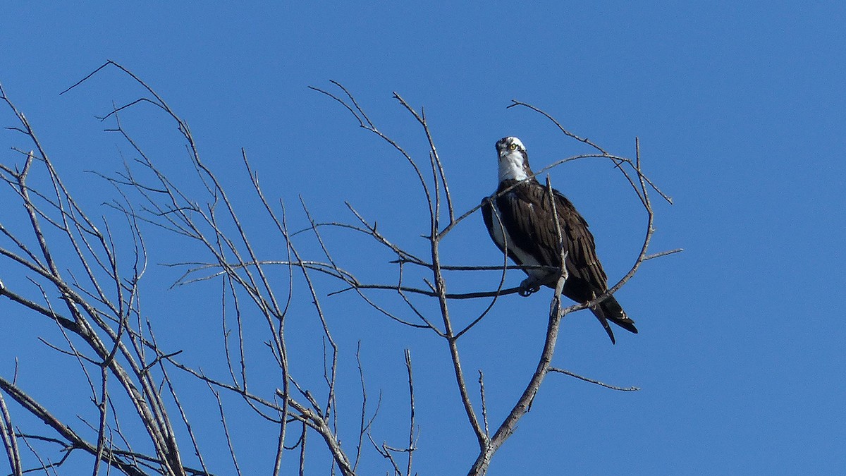 Osprey - ML642869566