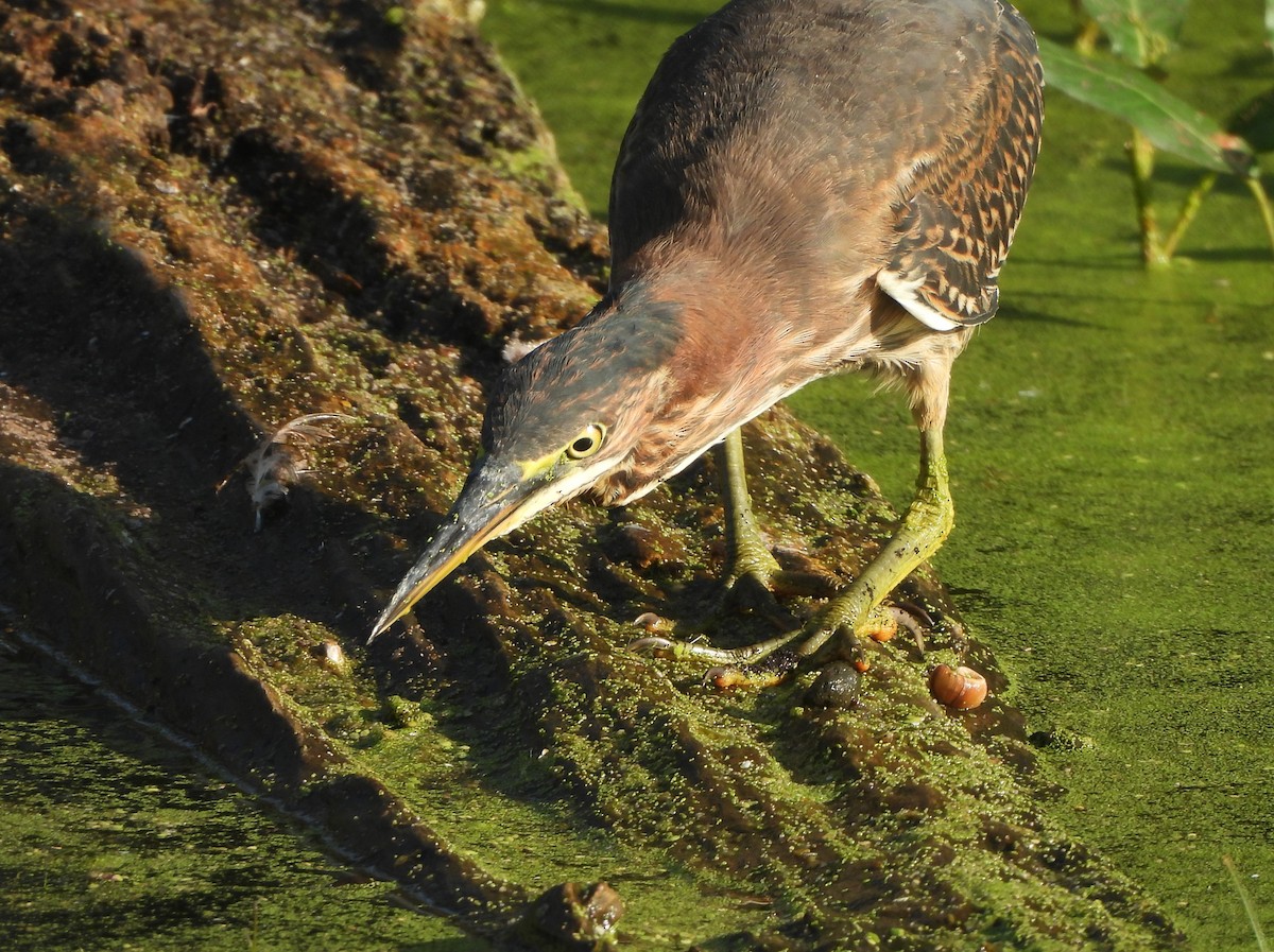 Koartzatxo berdea - ML642869577