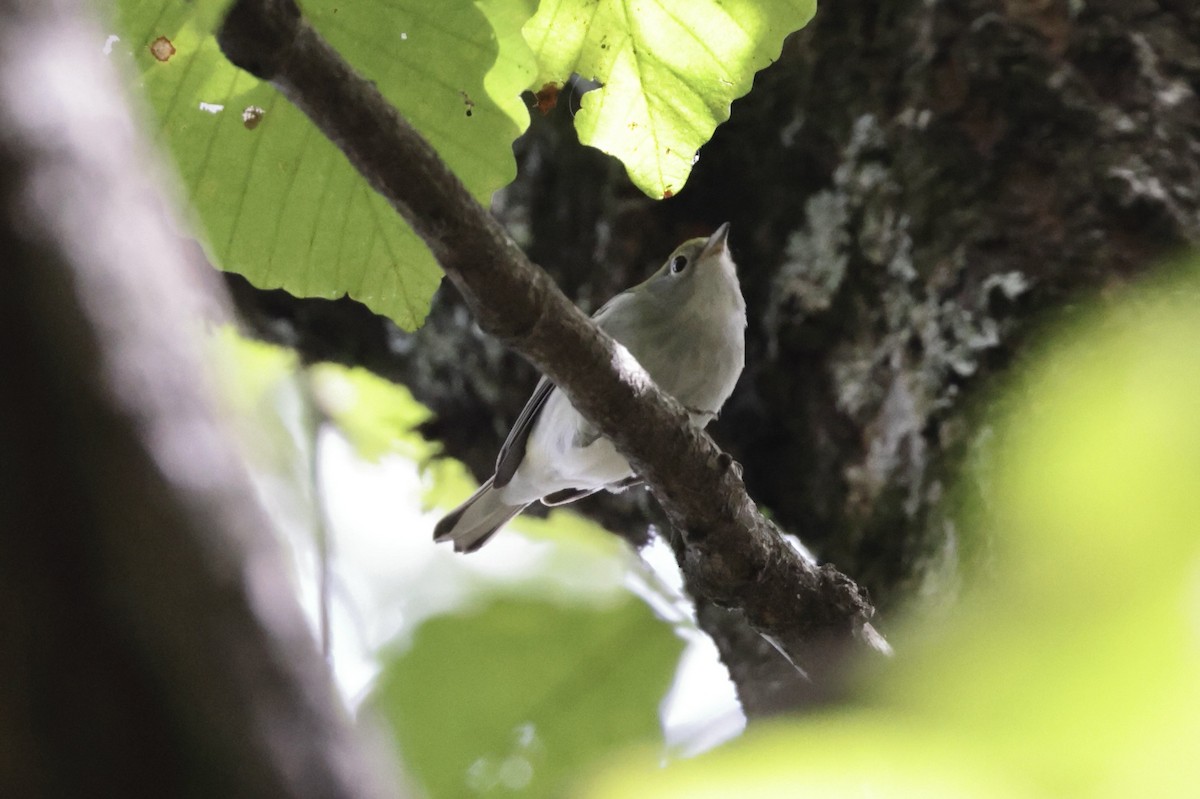 Chestnut-sided Warbler - ML642869578