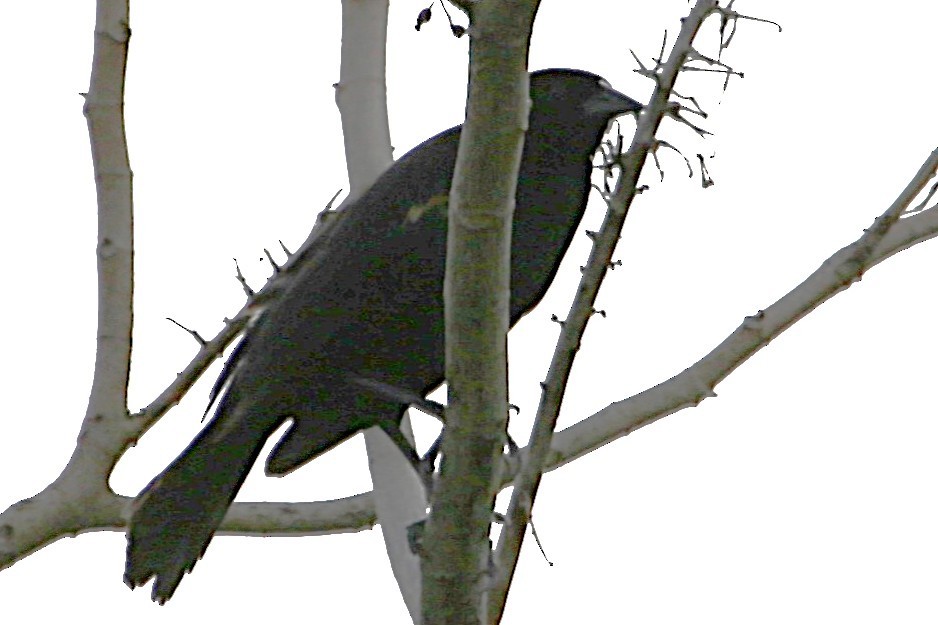 Red-winged Blackbird - ML642869579
