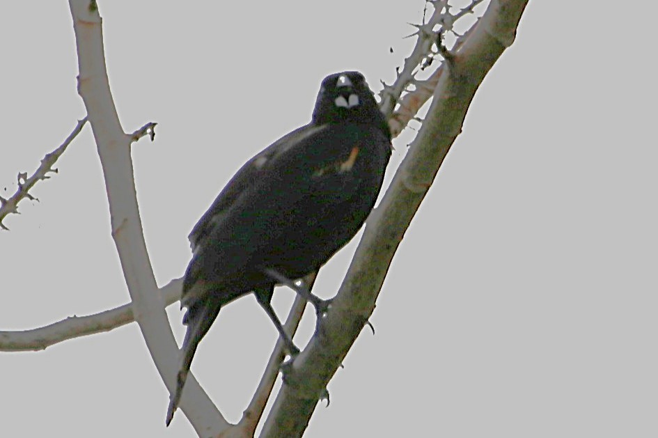 Red-winged Blackbird - ML642869580