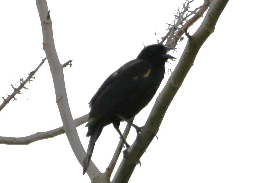 Red-winged Blackbird - ML642869581