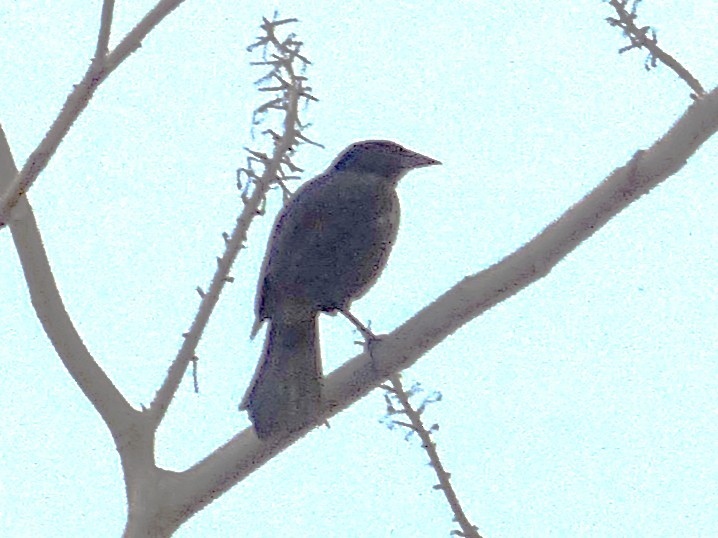 Melodious Blackbird - ML642869598