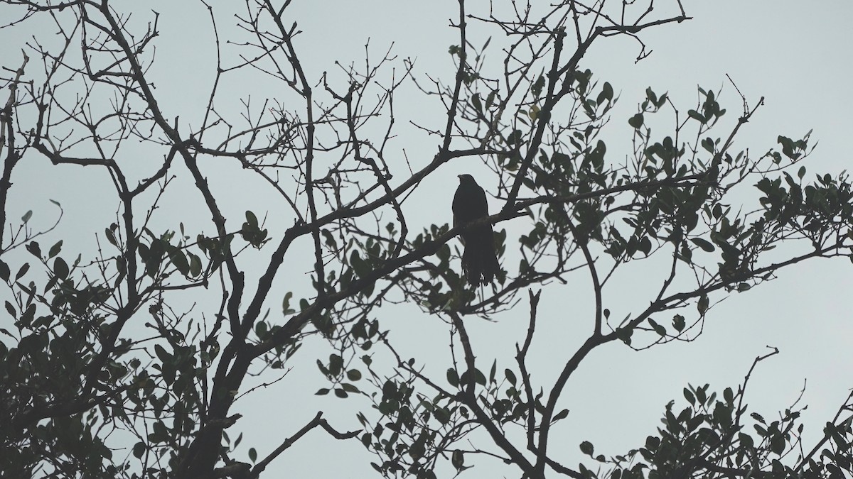 Greater Coucal (Southern) - ML642869600