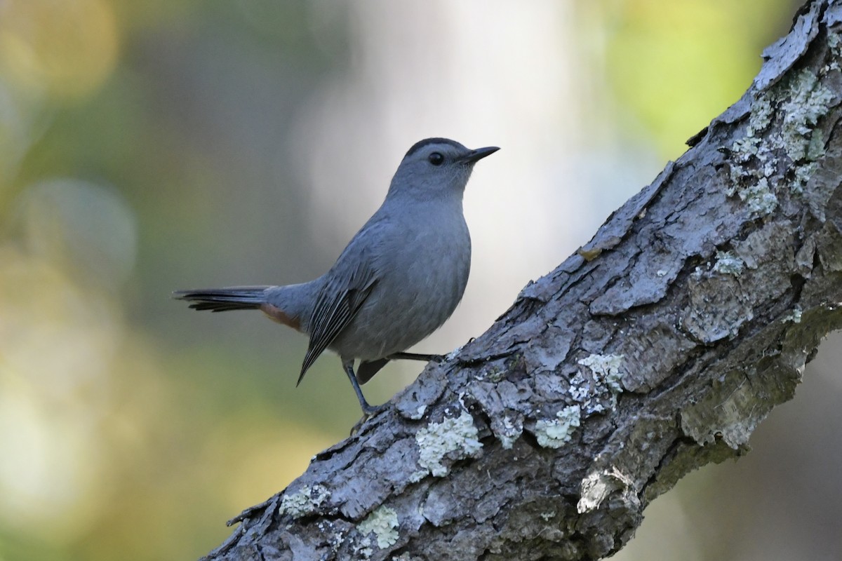 Miaulari grisa - ML642869602