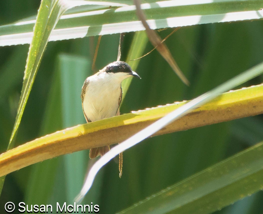 White-throated Honeyeater - ML642869603